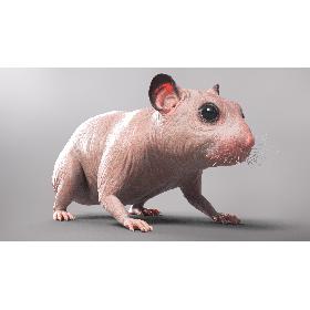 Hamster model
